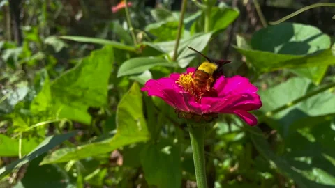 Monarch bee pollinating flowers in the s... | Stock Video | Pond5