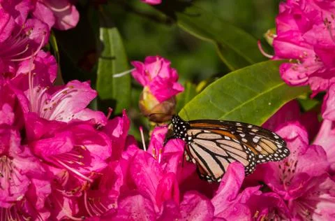 Monarch buterfly Stock Photos