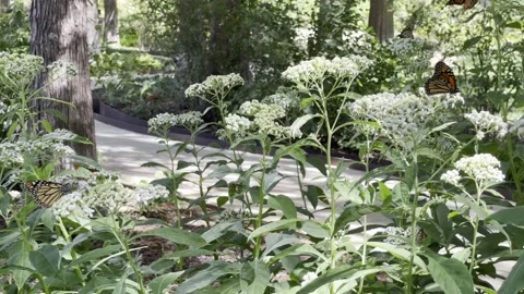 Monarch Butterfles Stock Footage 264511078