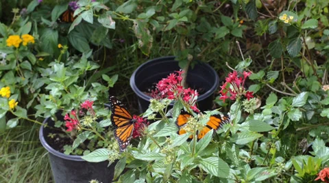 Monarch Butterflies 1 Video stock 34486686
