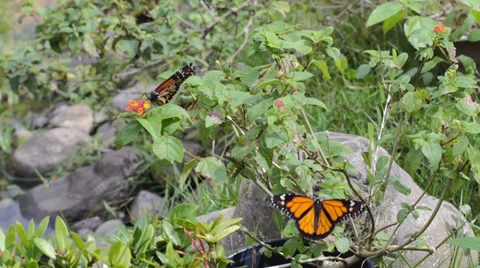 Monarch Butterflies 2 스톡 동영상 34482309