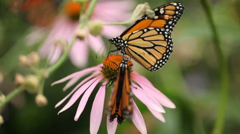 Monarch Butterflies on Echinacea Flowers, rack focus Stock Footage