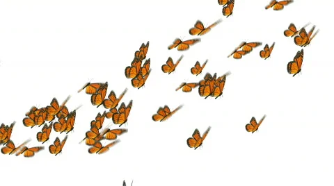Monarch butterflies flock Stock Footage
