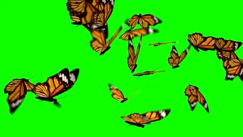 Monarch Butterflies Flying Gracefully on Bright Green Chroma Key Background Stock Footage 346239613