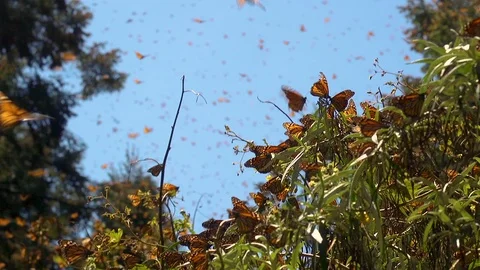 Monarch butterflies flying up through the air slow tilt up Stock Footage