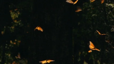Monarch butterflies flying through the air backlight with dark background Stock Footage