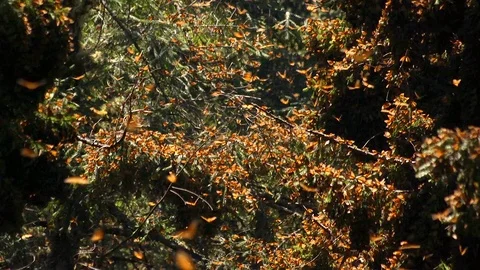 Monarch butterflies flying through the Oyamels trees slow pan up Stock Footage