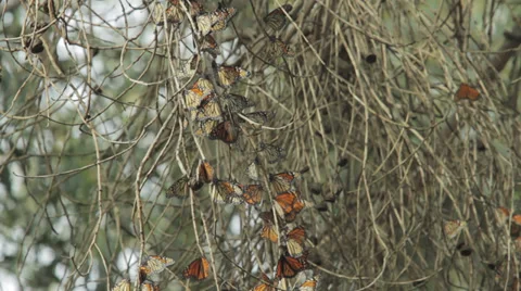 Monarch butterflies Stock-Footage 29646312