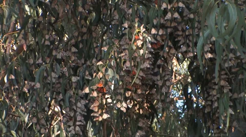 Monarch Butterflies 스톡 동영상 37586318