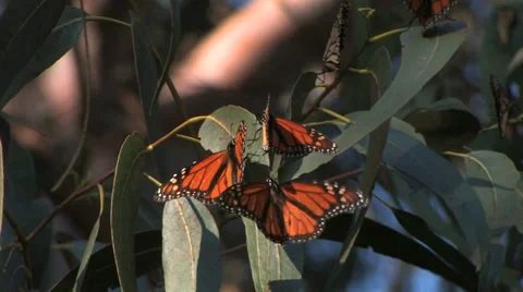 Monarch Butterflies 스톡 동영상 37586342