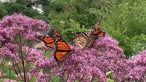 Monarch butterflies Stock Footage 206205370