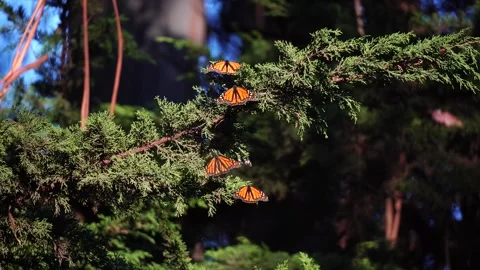 Monarch Butterflies. Vídeos de archivo 313465988