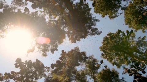 Monarch butterflies forest at sunset Video stock 126756426