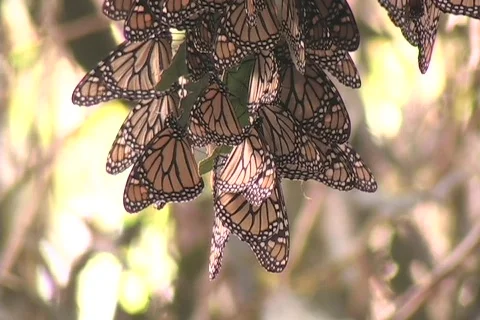 Monarch butterflies hang from a tree branch. Stock Footage