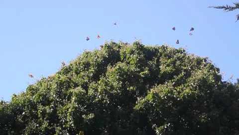 Monarch butterflies - HD Stock Footage 10794915