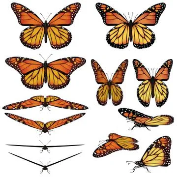 Monarch butterflies Illustrazione stock