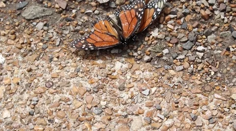 Monarch butterflies mating. Stock-Footage 53832327