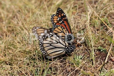 Monarch Butterflies mating, Michoacan, Mexico Stock Photos