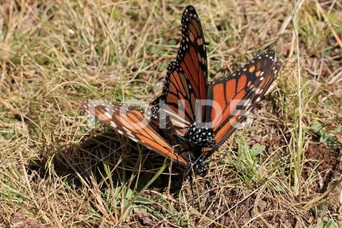 Monarch Butterflies mating, Michoacan, Mexico Stock Photos