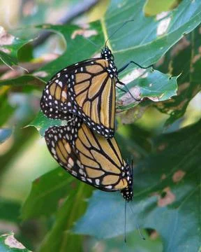 Monarch-butterflies-mating Stock-Fotos