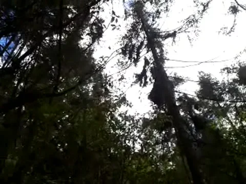 Monarch butterflies in Mexico Stock Footage 146238940