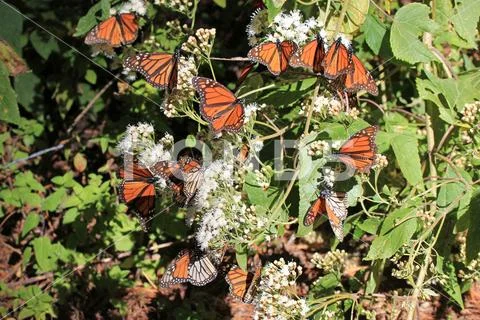 Monarch Butterflies, Michoacan, Mexico Stock Photos