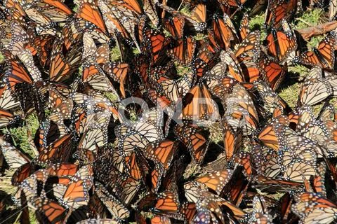 Monarch Butterflies, Michoacan, Mexico Stock Photos