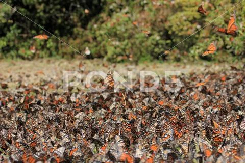 Monarch Butterflies, Michoacan, Mexico Stock Photos