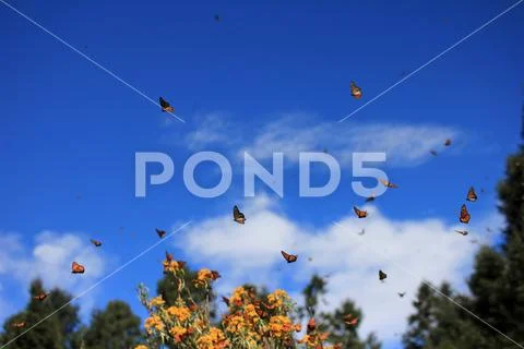 Monarch Butterflies, Michoacan, Mexico Stock Photos