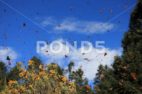 Monarch Butterflies, Michoacan, Mexico Stock Photos