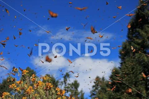 Monarch Butterflies, Michoacan, Mexico Stock Photos