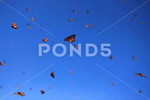 Monarch Butterflies, Michoacan, Mexico Stock Photos