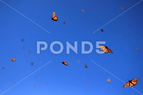 Monarch Butterflies, Michoacan, Mexico Stock Photos