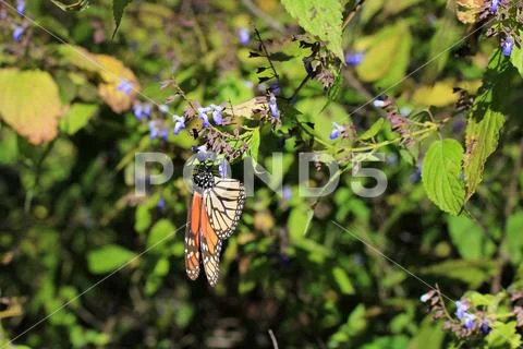 Monarch Butterflies, Michoacan, Mexico Stock Photos