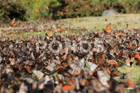 Monarch Butterflies, Michoacan, Mexico Stock Photos