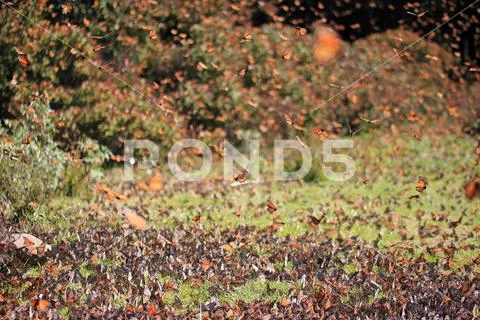 Monarch Butterflies, Michoacan, Mexico Stock Photos