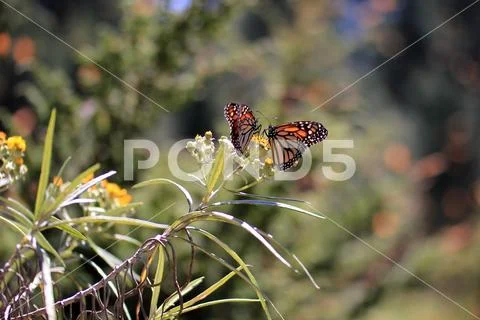Monarch Butterflies, Michoacan, Mexico Stock Photos