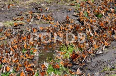 Monarch Butterflies, Michoacan, Mexico Stock Photos