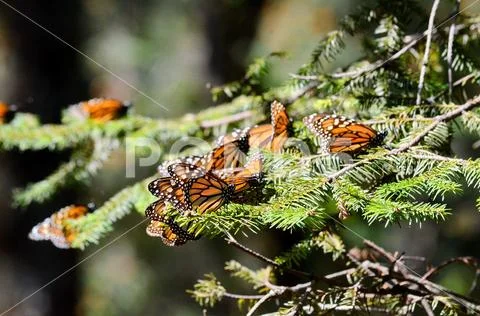 Monarch Butterflies, Michoacan, Mexico Stock Photos