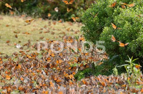 Monarch Butterflies, Michoacan, Mexico Stock Photos
