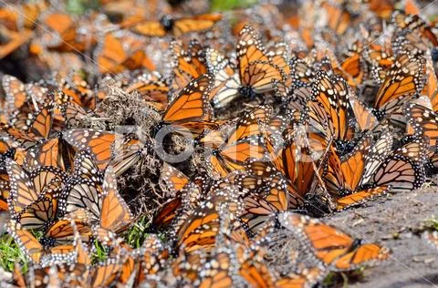 Monarch Butterflies, Michoacan, Mexico Stock Photos