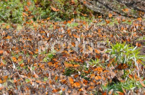 Monarch Butterflies, Michoacan, Mexico Stock Photos