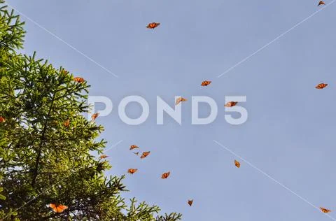 Monarch Butterflies, Michoacan, Mexico Stock Photos