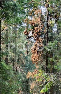 Monarch Butterflies, Michoacan, Mexico Stock Photos