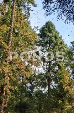 Monarch Butterflies, Michoacan, Mexico Stock Photos