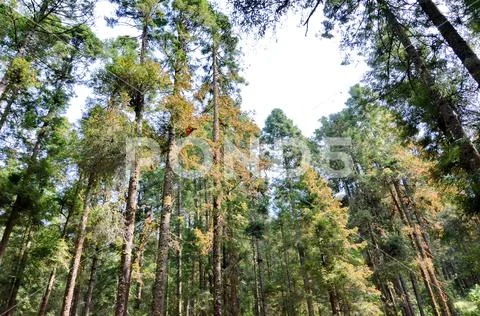 Monarch Butterflies, Michoacan, Mexico Stock Photos