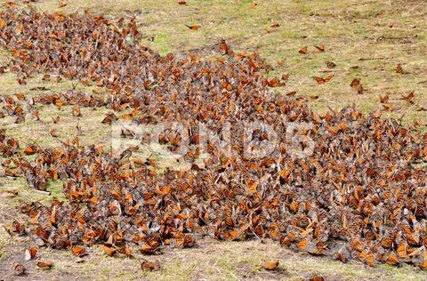 Monarch Butterflies, Michoacan, Mexico Stock Photos