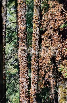 Monarch Butterflies, Michoacan, Mexico Stock Photos