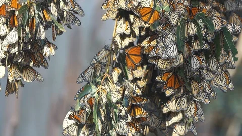 Monarch Butterflies migration Stock Footage