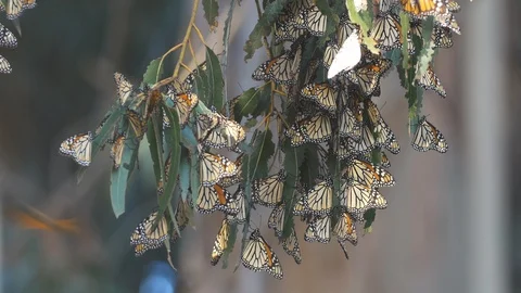Monarch Butterflies migration Stock Footage 89320143